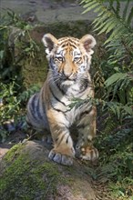 A playing tiger young on a rock with alert expression, Siberian tiger, Amur tiger, (Phantera tigris
