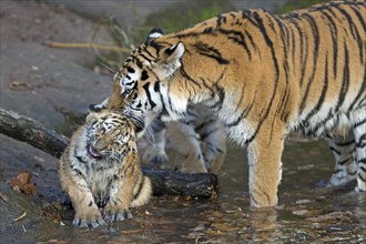 Young tiger being washed by an older tiger at the water's edge, Siberian tiger, Amur tiger,