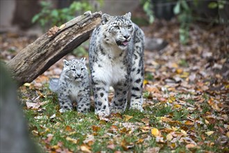 A snow leopard young stands next to its mother under a tree trunk, snow leopard, (Uncia uncia),