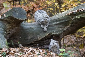 Two playing snow leopards on a tree trunk, surrounded by falling autumn leaves, snow leopard,