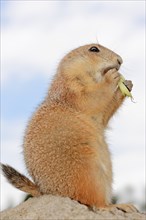 Black-tailed prairie dog (Cynomys ludovicianus), foraging, captive, occurring in North America