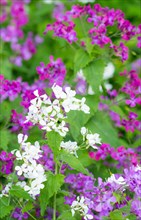 A colourful flower bed with purple and white flower-bed, annual honesty (Lunaria annua) or garden