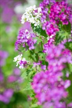 Bright purple and white flowers in focus with soft background, Allertal, Lower Saxony, Germany,