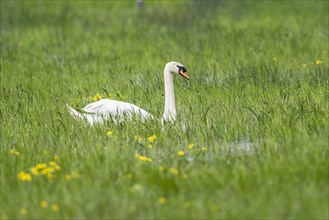 Mute swan (Cygnus olor), Bremen, Germany, Europe
