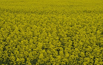 Rapeseed field, field with rapeseed (Brassica napus), Cremlingen, Lower Saxony, Germany, Europe