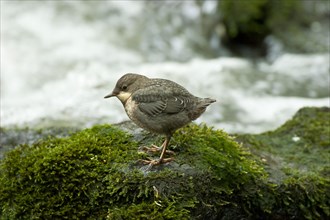 White-throated Dipper (Cinclus cinclus) young bird sitting on moss-covered rock in rushing water,