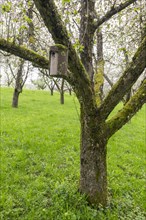 Orchard meadow, blossoming apple trees, nesting box, Baden, Wuerttemberg, Germany, Europe