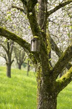 Nesting box for songbirds, meadow orchard, flowering apple trees, Baden, Wuerttemberg, Germany,