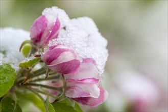 Apple blossom with snow, apple tree (Malus), pome fruit tree (Pyrinae), meadow orchard, spring,