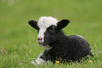 Jacob sheep (Ovis ammon f. aries), lamb, Lower Saxony Germany