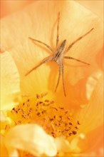 Nursery web spider (Pisaura mirabilis), female on a rose blossom, North Rhine-Westphalia, Germany,