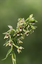 Broad-leaved helleborine or broad-leaved marsh orchid (Epipactis helleborine), flowers, North
