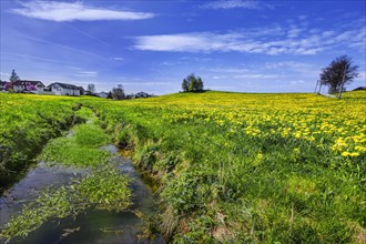 Small stream, blue sky with foehn clouds and green meadow with common dandelion (Taraxacum sect.