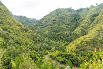 Beautiful view from above of the Laurisilva forest of Los tilos de Moya, Gran Canaria