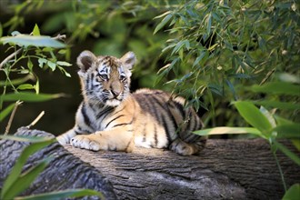 A tiger young lying relaxed on a tree trunk, Siberian tiger, Amur tiger, (Phantera tigris altaica),