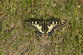 English swallowtail butterfly (Papilio machaon) adult resting on grassland in the summer, Norfolk,