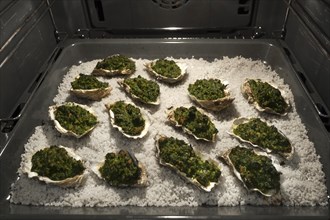 True oysters (Ostreidae) a la Rockefeller with savoury spinach on coarse salt in the oven, Atlantic