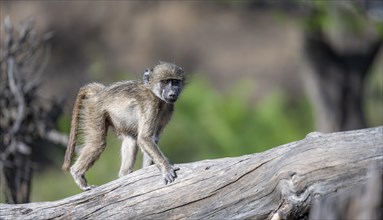 Chacma baboon (Papio ursinus), young walking on a tree trunk, Kruger National Park, South Africa,