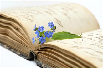 Forget-me-not, flowers on book