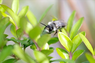 Ashy mining bee (Andrena cineraria), grey-black dusky sand bee, sitting on a leaf in a hedge,
