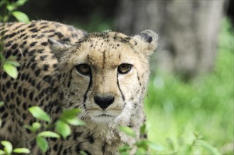 Cheetah (Acinonyx jubatus), in the zoo, Bavaria, Captive, A cheetah looks calmly out of the green