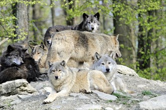 Mackenzie valley wolf (Canis lupus occidentalis), Captive, Germany, Europe, A pack of wolves of
