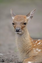 Sika deer (Cervus nippon), deer calf, captive, Germany, Europe