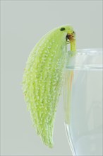 Common milkweed (Asclepias syriaca), fruit as a decorative parrot on a wine glass