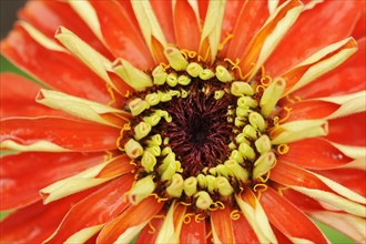 Zinnia (Zinnia elegans, Zinnia violacea), detail of flower, ornamental plant, North