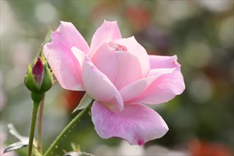 Garden rose or rose (Rosa hybrida), flower, ornamental plant, North Rhine-Westphalia, Germany,