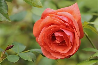 Rose or shrub rose 'Stadt Rosenheim' (Rosa hybrida), flower, ornamental plant, North