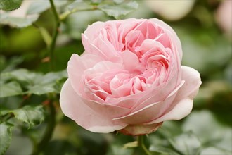 Garden rose or rose 'Giardina' (Rosa hybrida), flower, ornamental plant, North Rhine-Westphalia,