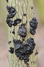 Warty glandular or warty black glandular (Exidia nigricans, Exidia plana), North Rhine-Westphalia,