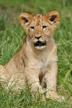 African lion (Panthera leo), young, captive, occurrence in Africa