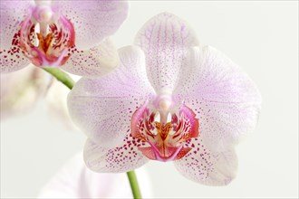 Butterfly orchid (Phalaenopsis), flower, houseplant, North Rhine-Westphalia, Germany, Europe