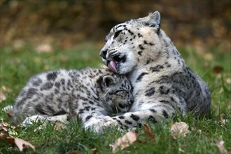 A snow leopard young leans close to the adult in a loving moment, Snow leopard, (Uncia uncia),
