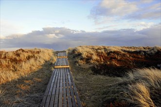 Footbridge to the beach, near Dikjen Deel, Sylt, wooden footbridge leads through dune landscape