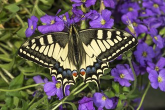 A swallowtail (Papilio machaon) on blue cushion flowers (Aubrietta), Baden-Wuerttemberg, Germany,