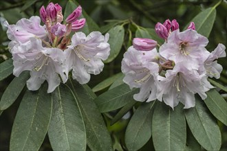 Rhododendron blossom (Rhododendron decorum), Emsland, Lower Saxony, Germany, Europe