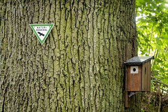 Trunk of the old Karl-Heinz Beckel oak tree (Quercus), tree bark, signpost natural monument with