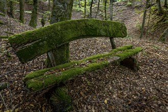 Weathered, rotten and mossy bench made of rough wooden planks, autumn leaves, beech forest,