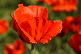 Poppy flowers (Papaver rhoeas), Baden-Wuerttemberg, Close-up of a red poppy flower, emphasised by