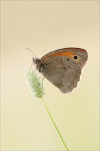 Meadow brown (Maniola jurtina), North Rhine-Westphalia, Germany, Europe