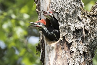 Pileated woodpecker (Dryocopus pileatus) . Babies crying and waiting for food, La Mauricie national