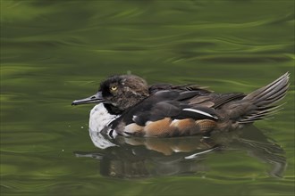 Hooded Merganser (Lophodytes cucullatus), male, occurrence in North America, captive escapee, North
