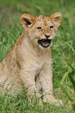 African lion (Panthera leo), young, captive, occurrence in Africa