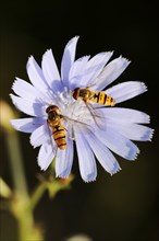 Common chicory (Cichorium intybus), flower and common marmalade hoverfly (Episyrphus balteatus),