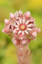 Roof houseleek (Sempervivum tectorum, Sedum tectorum), flower, North Rhine-Westphalia, Germany,
