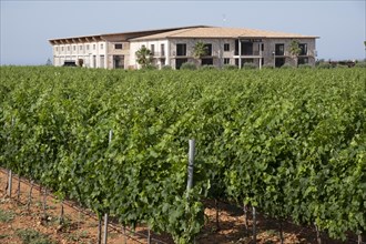 Vi Rey winery vineyards, Llucmajor, Mallorca, Spain, Europe