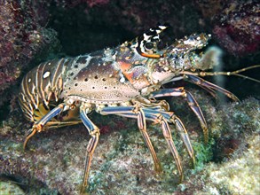 Caribbean spiny crayfish (Panulirus argus), John Pennekamp Coral Reef State Park dive site, Key